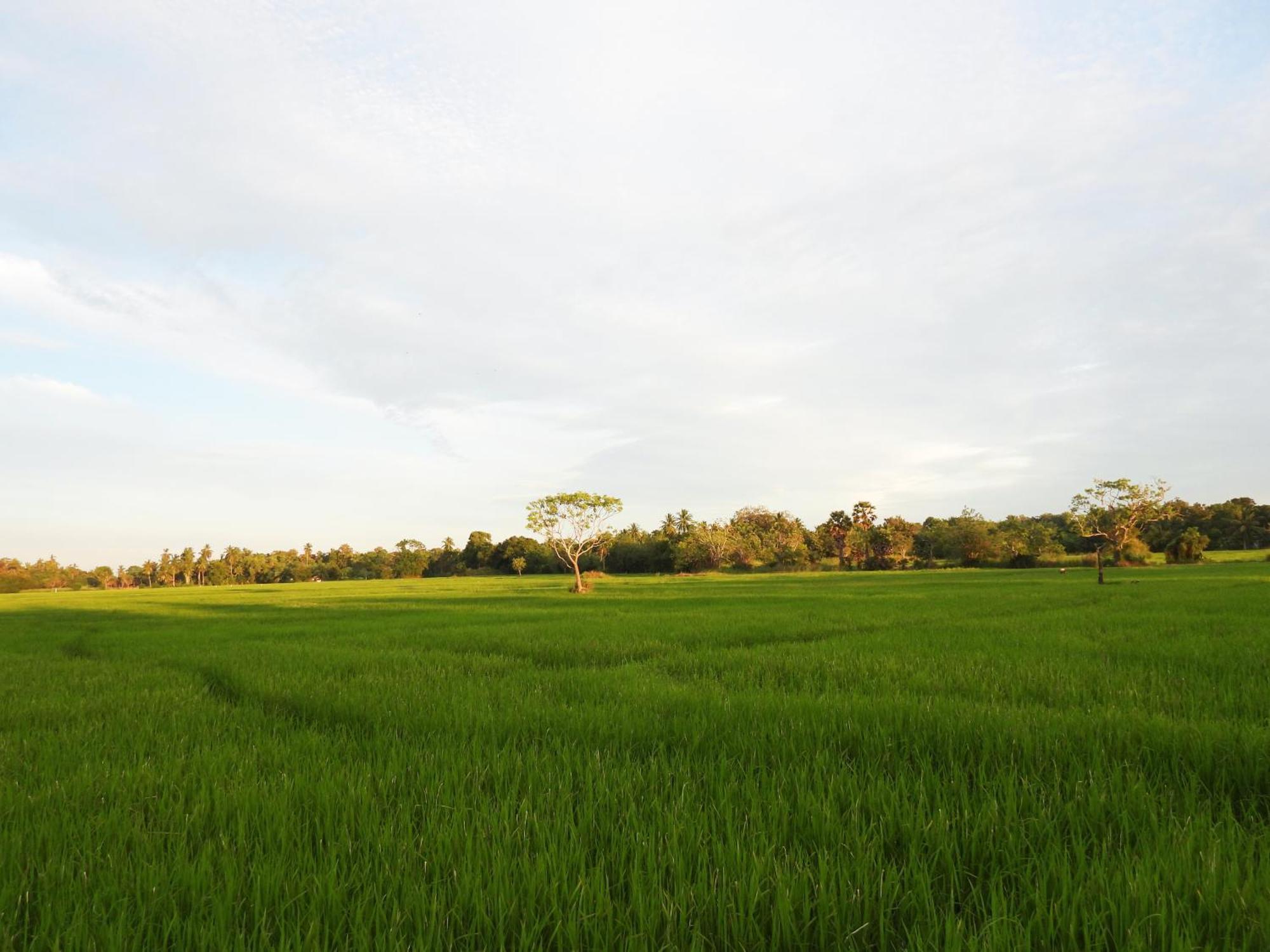 Green Sapphire Holiday Resort Wilpaththu Wilpattu Exterior photo