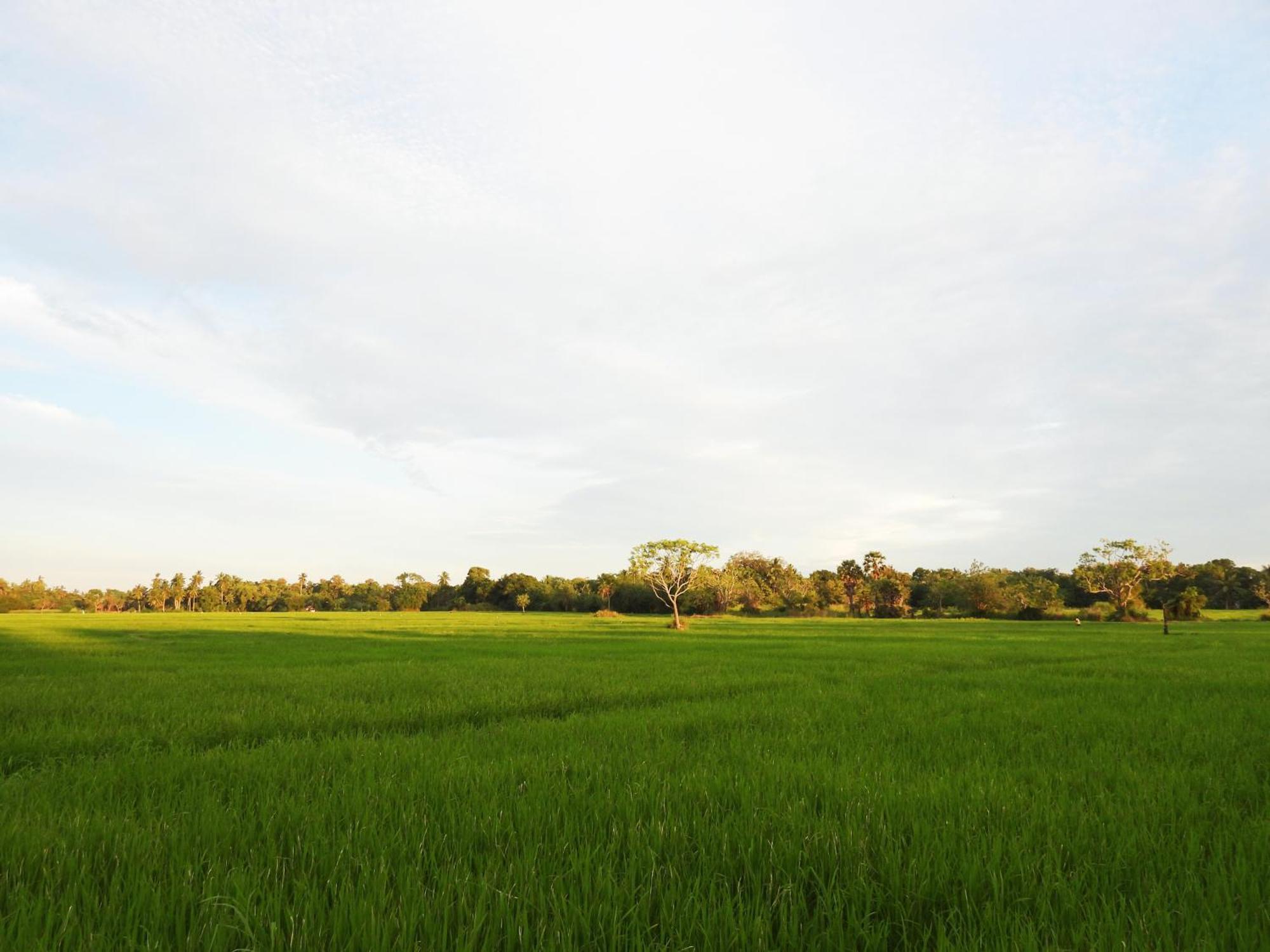Green Sapphire Holiday Resort Wilpaththu Wilpattu Exterior photo