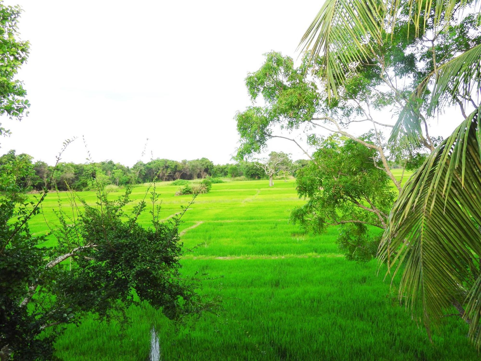 Green Sapphire Holiday Resort Wilpaththu Wilpattu Exterior photo