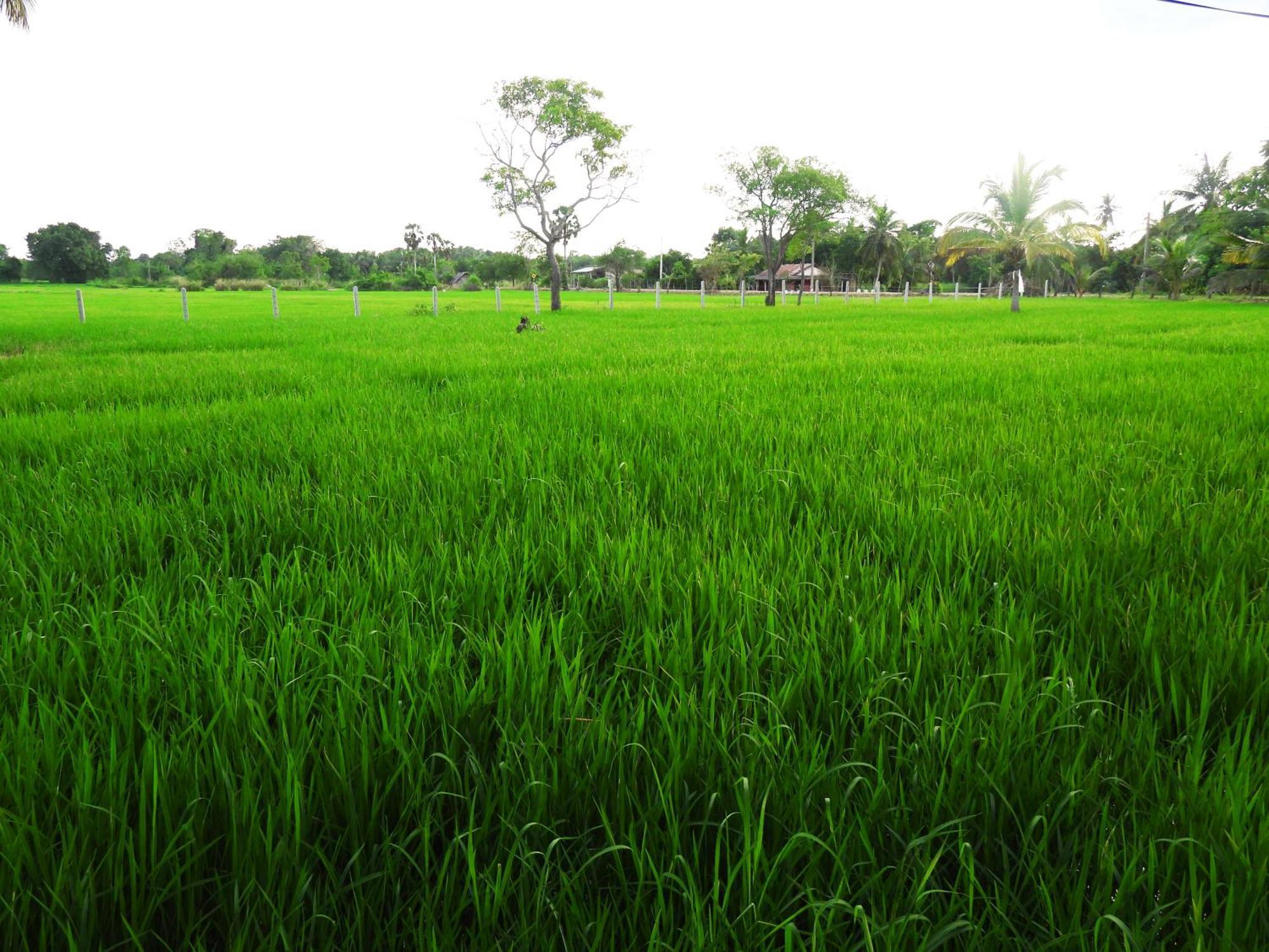 Green Sapphire Holiday Resort Wilpaththu Wilpattu Exterior photo
