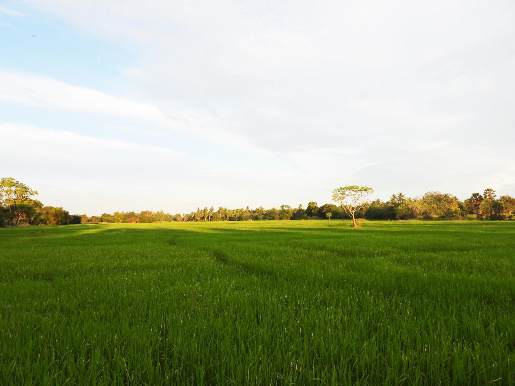 Green Sapphire Holiday Resort Wilpaththu Wilpattu Exterior photo